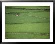 Woman Tends Terraced Rice Paddies by Steve Raymer Limited Edition Print