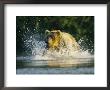 A Brown Bear Splashing In Water While Hunting Salmon by Klaus Nigge Limited Edition Print