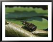 Amphibian On Water Lily Pad by Brian Gordon Green Limited Edition Pricing Art Print