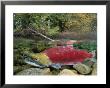 A Sockeye Salmon Spawns In The Shallow Water Of The Adams River by Paul Nicklen Limited Edition Print