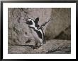 A Jackass Penguin Flaps Its Flippers by Joel Sartore Limited Edition Print