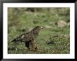 White-Tailed Sea Eagle Standing Over A Meal by Klaus Nigge Limited Edition Print