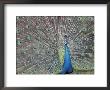 Peacock Displaying Feathers, Venezuela by Stuart Westmoreland Limited Edition Print