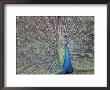 Peacock Displaying Feathers, Venezuela by Stuart Westmoreland Limited Edition Print