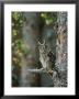 Long-Eared Owl, Asio Otus, Highlands, Scotland by Mark Hamblin Limited Edition Print