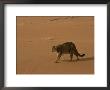 A Mountain Lion Walks Across Desert Landscape by Norbert Rosing Limited Edition Pricing Art Print