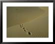 Tracks In The Sand Dunes On Fraser Island by Sam Abell Limited Edition Pricing Art Print