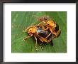 A Pair Of Larger Leaf Elm Beetles, Monocesta Coryli, Mating by George Grall Limited Edition Print