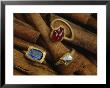 Cinnamon Bark Shows Off Rings Of Ruby, Diamond And Sapphire Found In The Wreckage by Sisse Brimberg Limited Edition Print