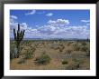 Saguaro Cactus And A Cloudy Sky by Rich Reid Limited Edition Print