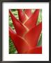 Red Heliconia Flower On West Maui, Hawaii, Usa by Bruce Behnke Limited Edition Print