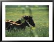 Wild Horse Mare And Colt Running In A High Mountain Plain by O. Louis Mazzatenta Limited Edition Print