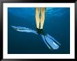 A Divers Fins During Descent by Heather Perry Limited Edition Print