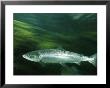Salmon Enter The Pristine Rivers Of Icleand by Paul Nicklen Limited Edition Print