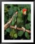 Green Cheeked Amazon, Amazona Viridigenalis by Lynn M. Stone Limited Edition Pricing Art Print