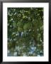 A Close View Of A Group Of Green Apples On A Tree by Taylor S. Kennedy Limited Edition Pricing Art Print