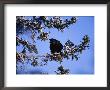 A Blackbird Roosts On A Tree by Paul Nicklen Limited Edition Print