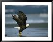 An American Bald Eagle Takes Off From The Shoreline by Klaus Nigge Limited Edition Print