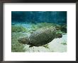 An Algae Dappled Snapping Turtle Swimming In A Clear Spring by Bill Curtsinger Limited Edition Print