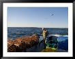 A Lobsterman Prepares To Release His Traps by Taylor S. Kennedy Limited Edition Print