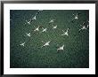 An Aerial View Of Flamingos Flying by Chris Johns Limited Edition Print