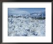 A Dramatic Winter Scene Of A Snow-Covered Graveyard by David Boyer Limited Edition Print