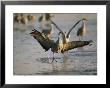 Sandhill Cranes At The Platte River Roost by Joel Sartore Limited Edition Print