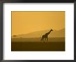 Masai Giraffe Walking At Sunset In Masai Mara. Giraffa Camelopardalis by Roy Toft Limited Edition Print