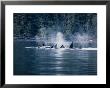 Killer Whale, Pod At Surface, Bc, Canada by Gerard Soury Limited Edition Print