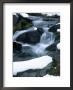 Paradise River, Mt. Rainier National Park, Washington by Mark Windom Limited Edition Print