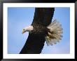 American Bald Eagle In Flight by Tom Murphy Limited Edition Print