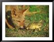 A Golden Jackal Is Curious About An African Bullfrog by Beverly Joubert Limited Edition Print