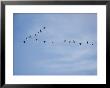 Snow Geese In Flight by James L. Stanfield Limited Edition Pricing Art Print