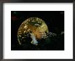 Philippine Gold Coin With Turret Shell by Paul Zahl Limited Edition Print