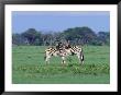 Two Plains Zebras Standing A Field In Chobe National Park by Beverly Joubert Limited Edition Print