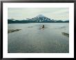 A Brown Bear Sitting On A Sandbar In A River Near A Volcanic Mountain by Klaus Nigge Limited Edition Print