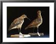 Extinct Eskimo Curlews In An Exhibit by Joel Sartore Limited Edition Print