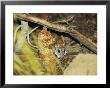 An Endangered Golden-Backed Tree Rat Feeding In Leaf Litter by Jason Edwards Limited Edition Print