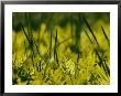 A Close View Of Cattail Plants And Ferns Near The Susquehanna River by Raymond Gehman Limited Edition Print