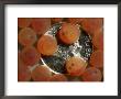 Atlantic Salmon Eggs With United States Dime For Size Comparison by Bill Curtsinger Limited Edition Print