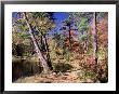 Fall Foliage, Wildlife Sanctuary, Pittsfield, Ma by Steven Emery Limited Edition Print