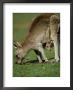 Eastern Grey Kangaroo, With Young, Australia by Patricio Robles Gil Limited Edition Print