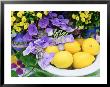 Lemons In White Bowl With Hydrangea, Yellow Chrysanthemum by Linda Burgess Limited Edition Print