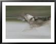 A Panned View Of A Sled Dog Running by Rich Reid Limited Edition Print