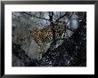A Leopard (Panthera Pardus) In A Tree by Chris Johns Limited Edition Print