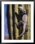 A Spiny-Tailed Iguana Climbing A Cardon Cactus by Ralph Lee Hopkins Limited Edition Pricing Art Print