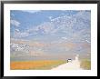 California Poppies Blanket Meadows And Hillsides With Golden Color by Rich Reid Limited Edition Print