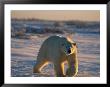 A Polar Bear (Ursus Maritimus) Walks Across The Snowy Plain by Norbert Rosing Limited Edition Pricing Art Print