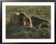 Two Prairie Dogs At The Entrance To Their Den by Annie Griffiths Belt Limited Edition Print