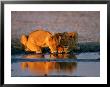 A Pair Of Female African Lions Belly Up To Their Favorite Watering Hole by Beverly Joubert Limited Edition Pricing Art Print